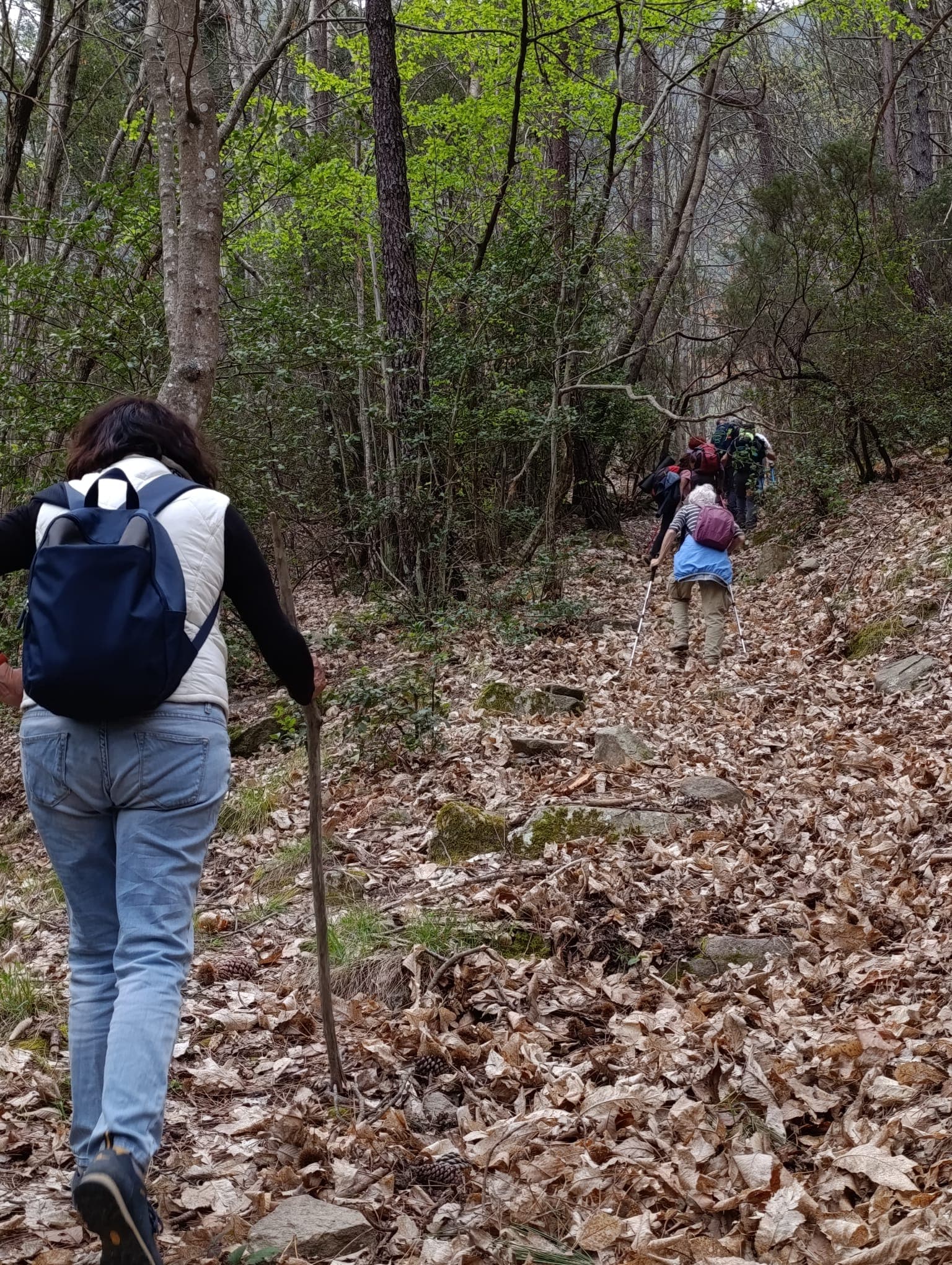 Escursionisti che salgono lungo un sentiero di montagna nel bosco
